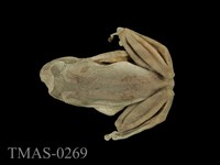 藏品(褐樹蛙)的圖片